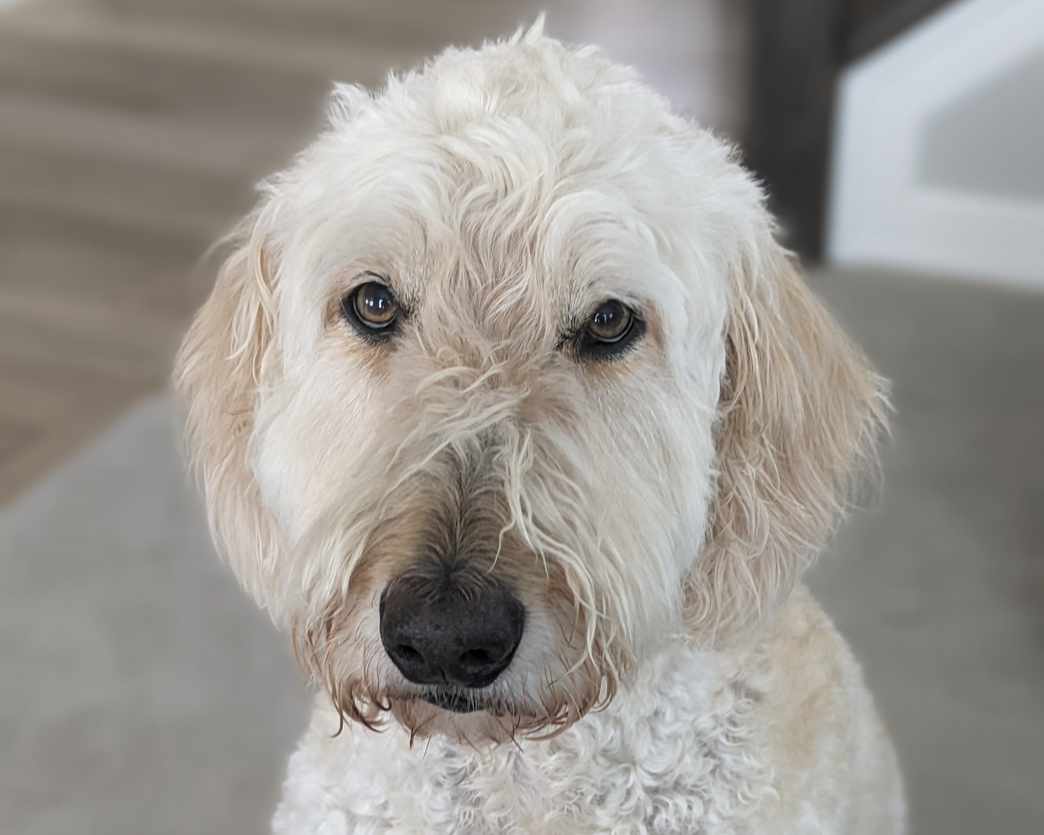 Rowdy the Golden Doodle